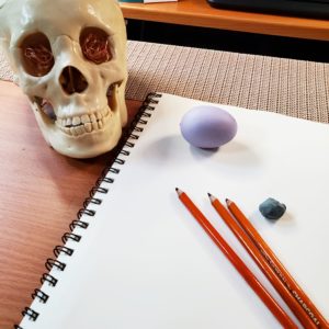 a human skull, a sketchbook, and charcoal pencils