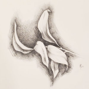 a pencil sketch of a branch with curled oval leaves